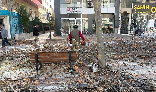 Mimar Sinan Bulvarı’ndaki Çınar Ağaçlarına Kış Bakımı Yapıldı