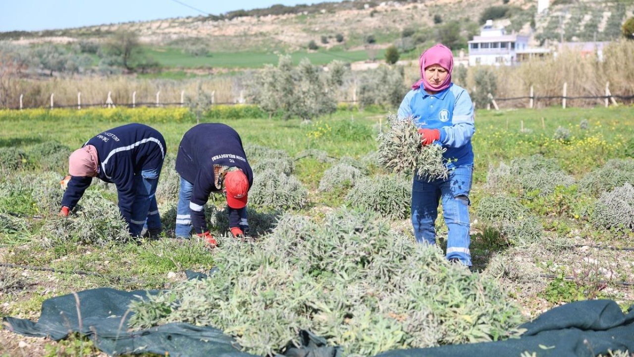 Didim’de ada çayı hasadı yapıldı