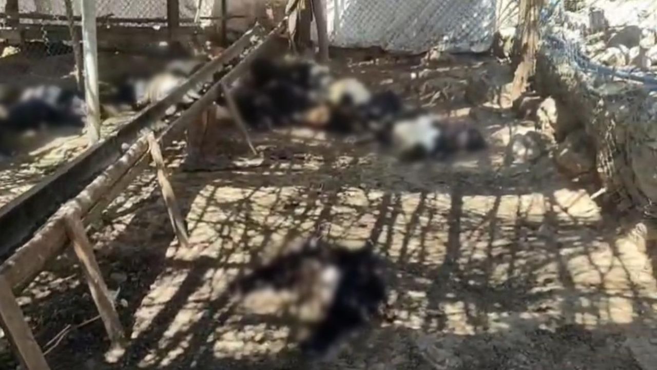 Ağıla giren başıboş köpekler 26 keçiyi telef etti
