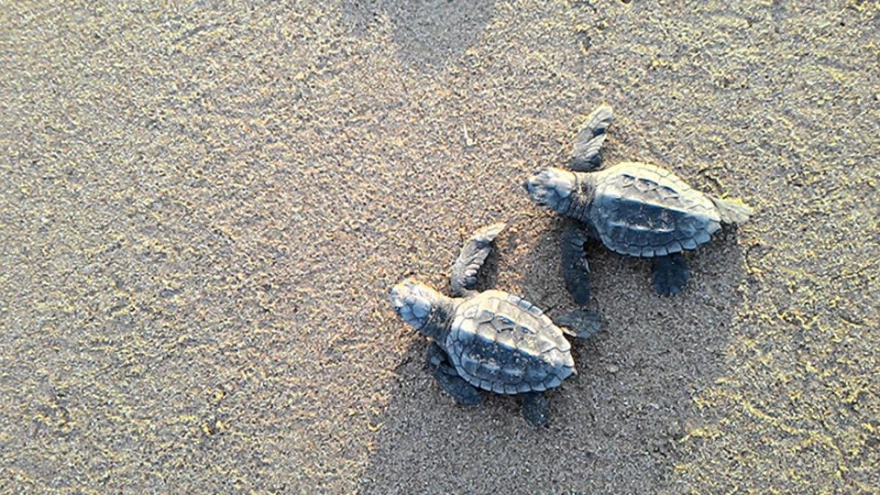 Alanya’da sahilde üzücü manzara: 2 caretta caretta ölü bulundu