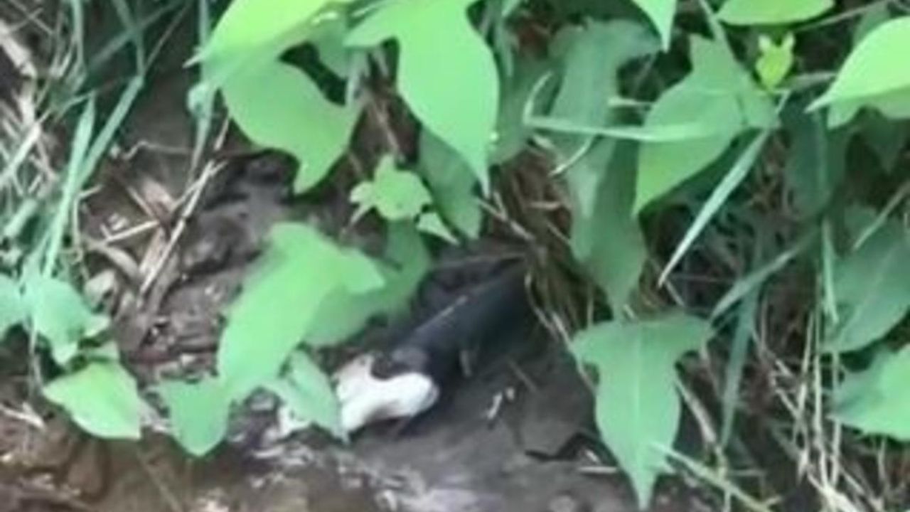 Artvin’de yılanın balık avı kamerada