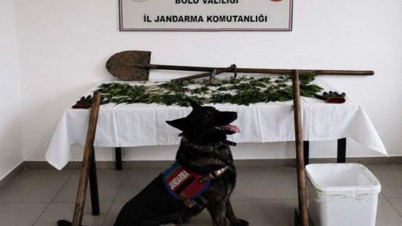Bolu’da kenevir bahçesi oluşturan şüpheli tutuklandı