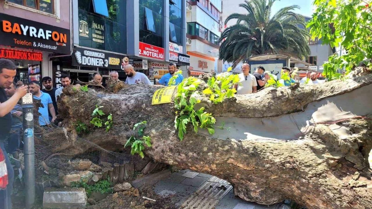 Bursa'da asırlık çınar ağaç yola devrildi! Faciadan dönüldü