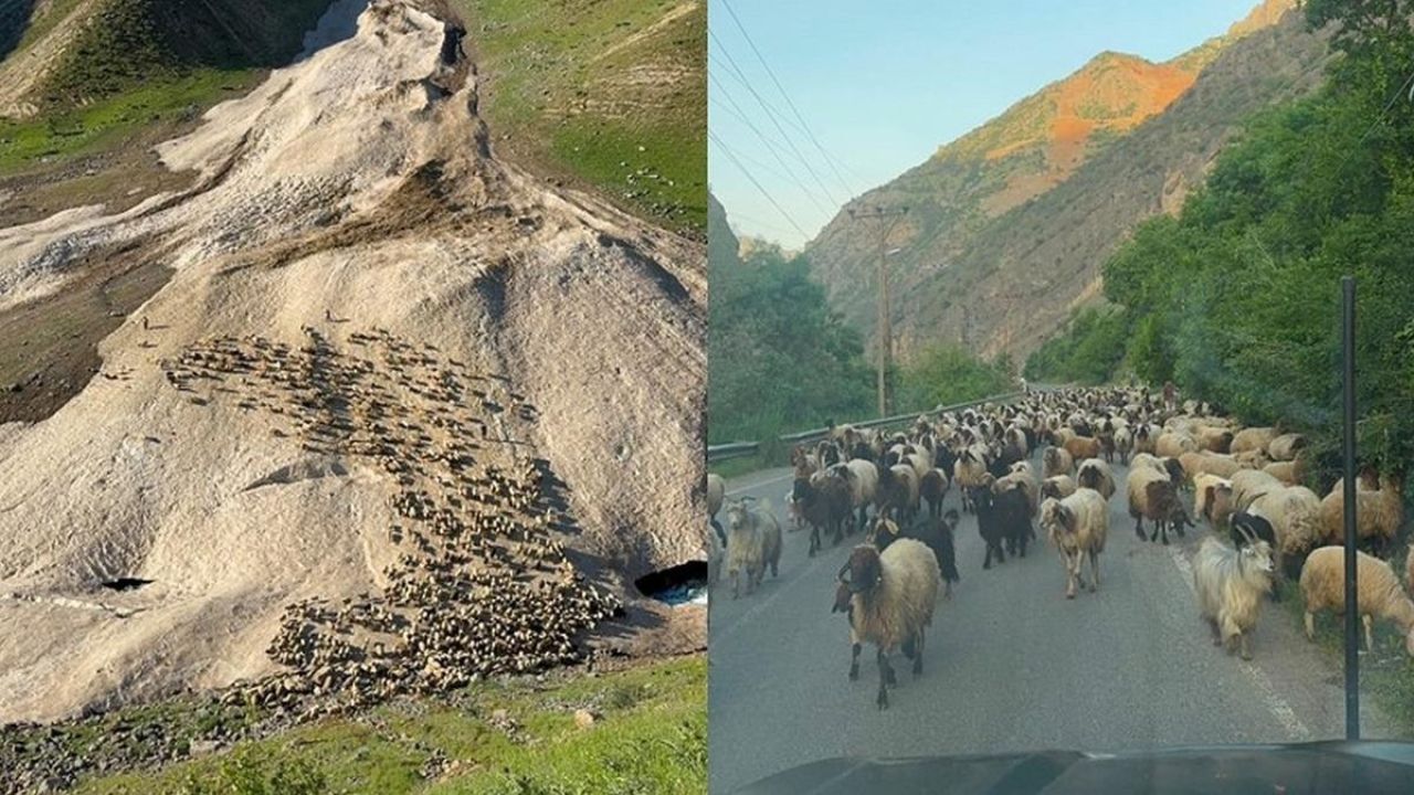 Hakkari’de yayla sezonu gecikmeli başladı