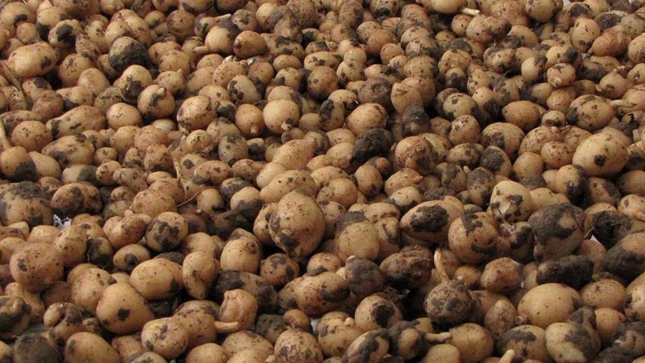 Kilosu 10 bin lira ama... 'Uyanıklar' bunu hesap etmemişti! Dudak uçuklatan ceza