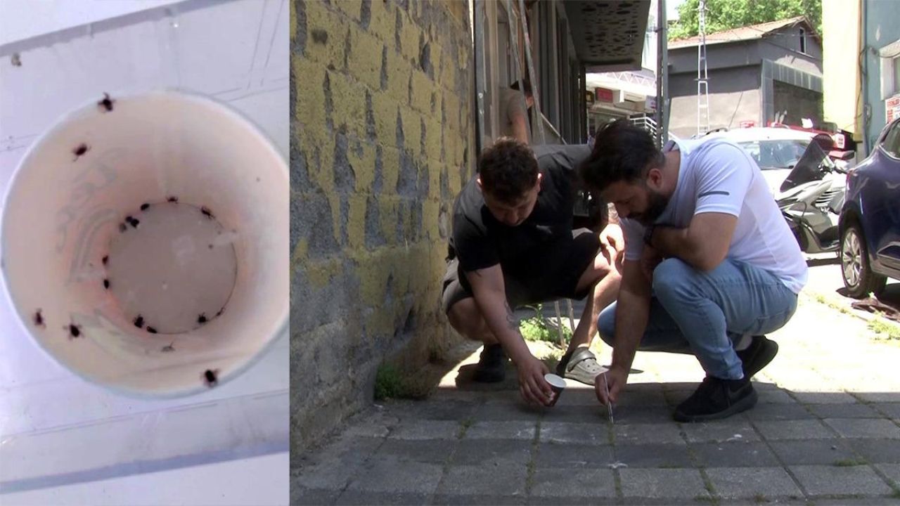 Mahallede kene alarmı! "İlk defa böyle bir istila görüyorum"