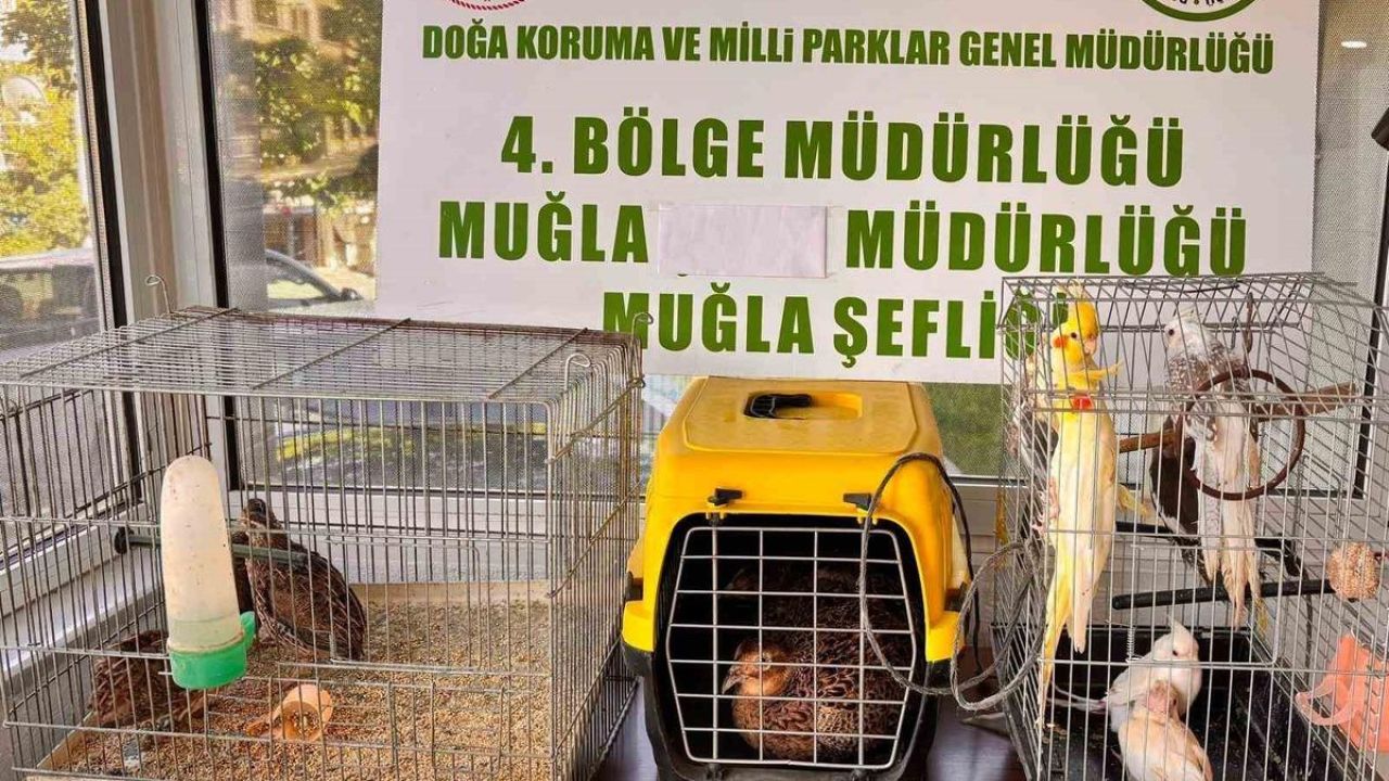 Muğla’da CİMER’e yapılan şikayet, kaçak hayvan ticaretini ele verdi
