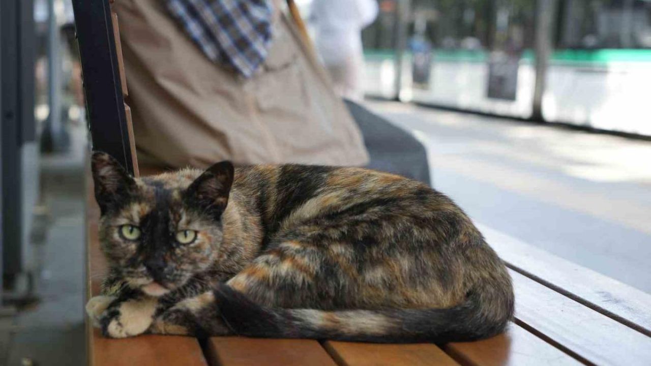 Tramvay durağını mesken tutan kedi, herkesin neşe kaynağı oldu