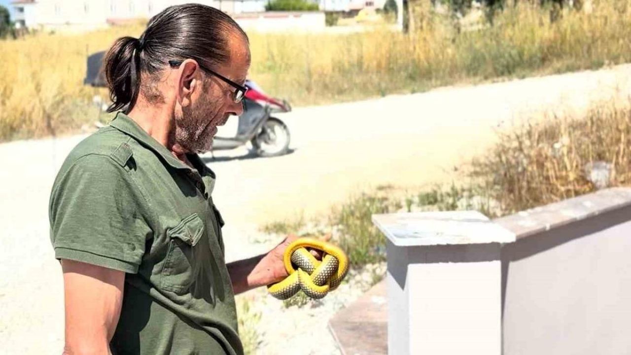 Yılanları çıplak elleriyle yakalayıp doğaya salıyor