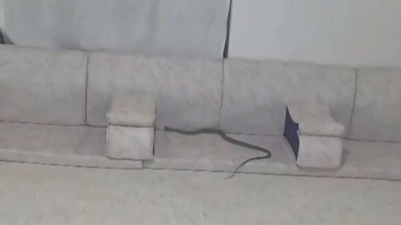 Derecik’te misafir bekleyen ailenin evine yılan girdi