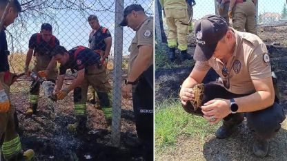 Edirne’de alevlerin arasında kalan kaplumbağa kurtarıldı