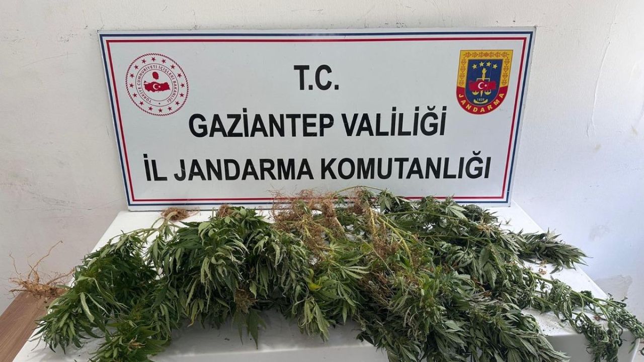 Gaziantep'te kenevir ekimine yönelik operasyonda 8 şüpheli hakkında adli işlem