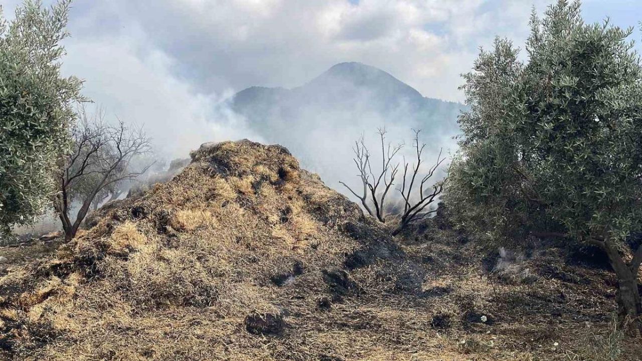 Osmaniye’de bahçedeki saman balyaları yandı, zeytin fidanları zarar gördü