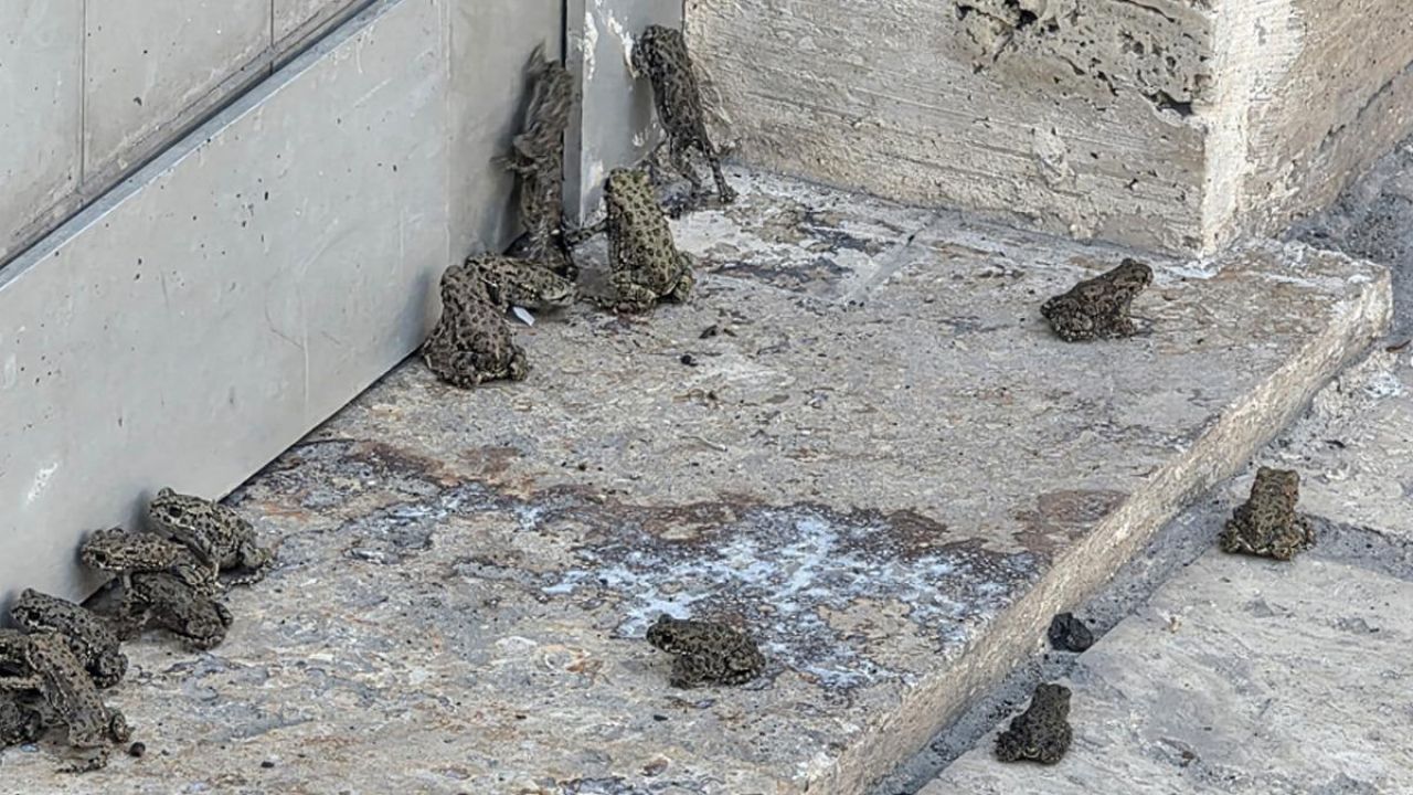 Yer: Sivas! Sağanak sonrası çıktılar: "İlk kez görüyorum"